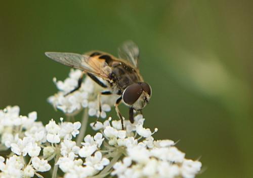 Réf. 334 959 : Eristalis arbustorum